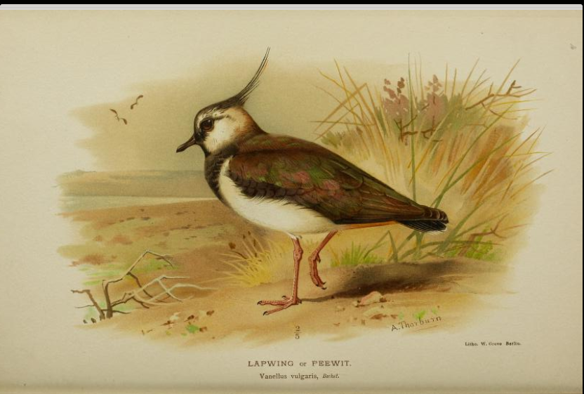 lapwing or peewit from Coloured Figures